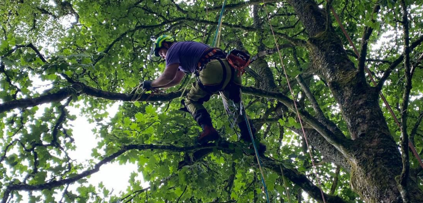Green Giant Gardening Tree Surgery