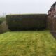 Green Giant Gardening Hedge Removal